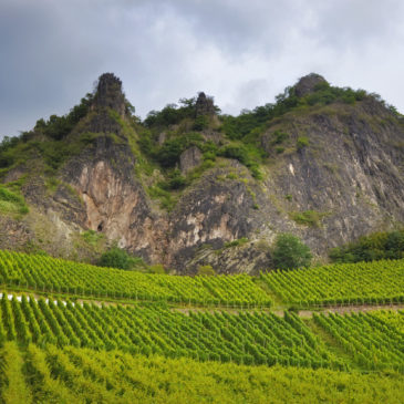 Les 40 ans des AOP Côtes du Roussillon et Côtes du Roussillon Villages