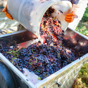 Le temps des vendanges s’approche …