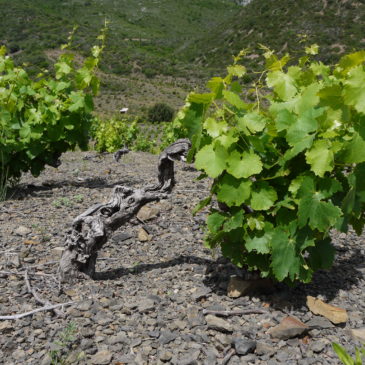 De 3 à 6 pieds de vignes sont nécessaires pour produire une bouteille