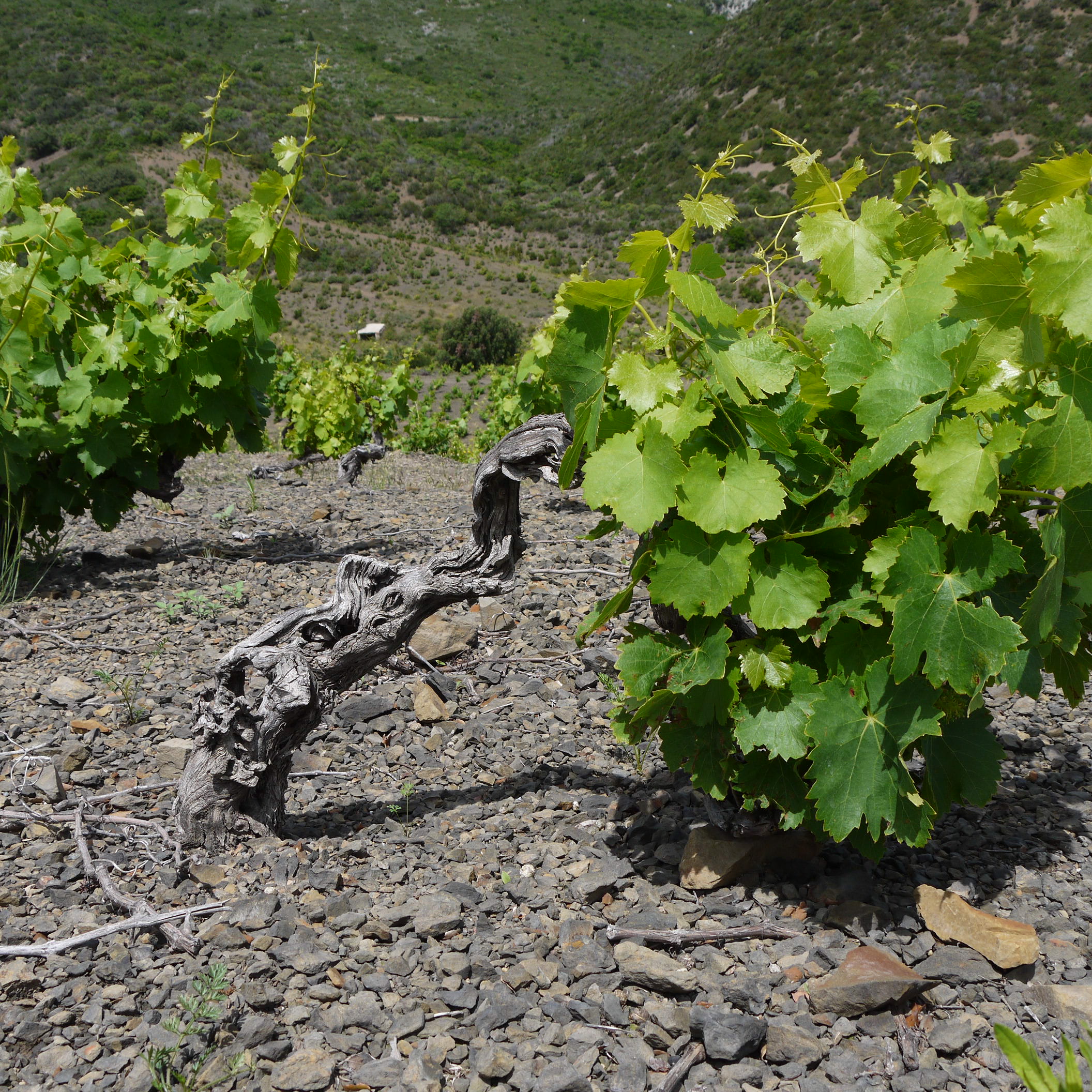 Pied De Vigne En 3 Lettres