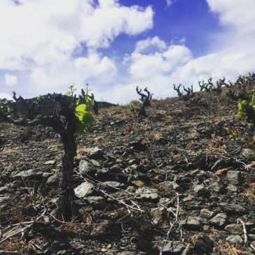 L’effet printemps 2019 dans nos vignes, ça donne quoi ?